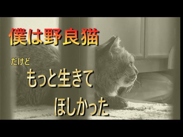 モドキ　自分の運命を受け入れて生きて行く野良猫の強さを見ていただけると幸いです。