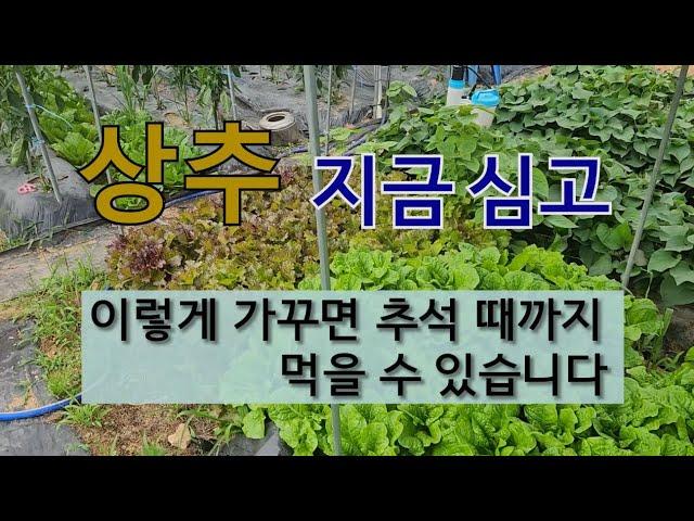 상추 지금 심고 이렇게 가꾸면 추석 때까지 먹을 수 있습니다. #여름상추 잘 가꾸는 방법