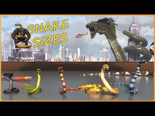 How BIG are SNAKES?  Real vs Movie Serpents | EPIC Size Comparison 3D