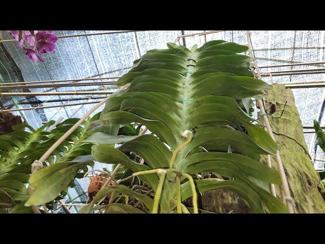 HOA LAN THIỆN PHƯỢNG Ngày Mới Chúc Cả Nhà Vui vẻ Sức Khỏe Thành Công