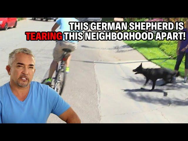 How To Calm Down A Frantic German Shepherd | Cesar 911 Season 2 Ep. 4 - Part 1