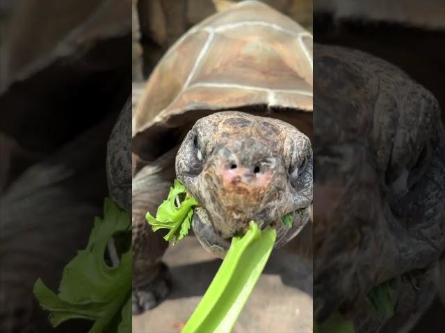 Galapagos Tortoise Slowly Coming for a Snack - Cincinnati Zoo #shorts