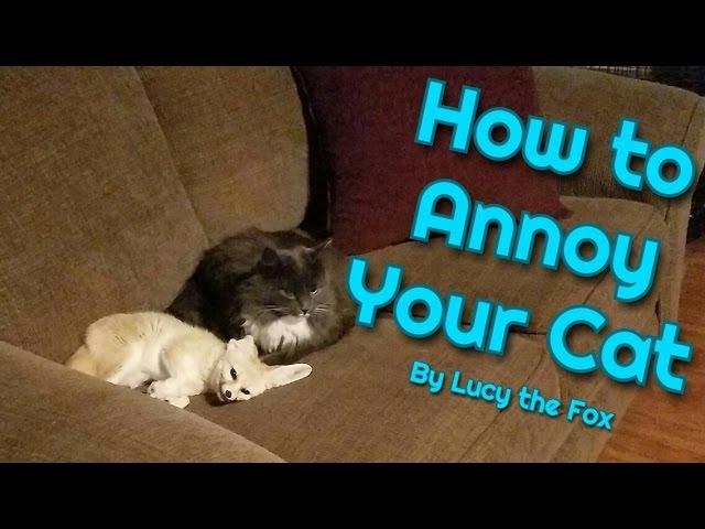 A Fennec Fox's Guide to Annoying your Cat