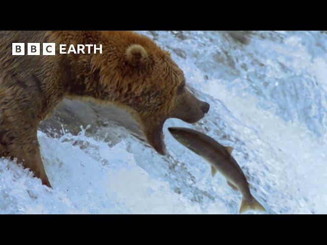 Fantastic Fish Feast for a Group of Grizzlies | Earth's Great Seasons | BBC Earth