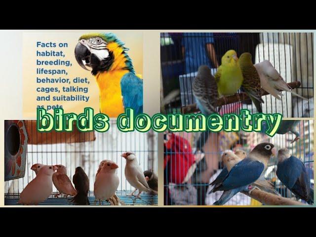 Birds documentry Kurla market //Iqra Live stock//pets market in mumbai//Kurla east