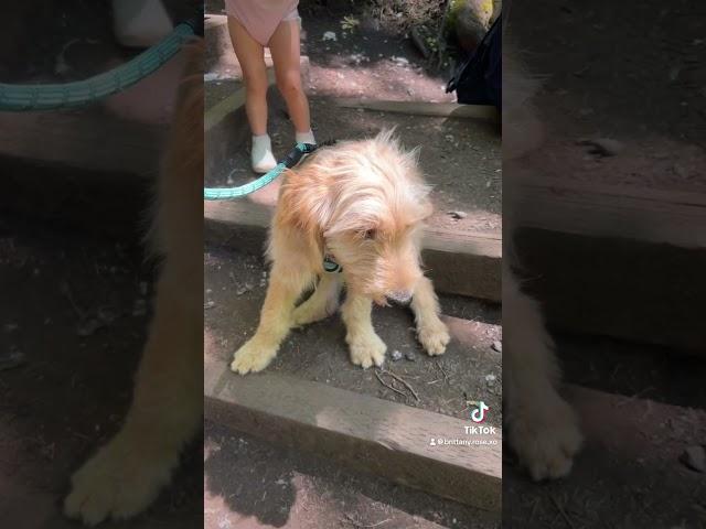 I almost forgot how beautiful Oregon is.. #oregon #adventure #waterfall #puppy #dogs #cutedogs