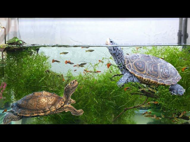 Reacting to TURTLE TANKS from my SUBSCRIBERS (ep.5)