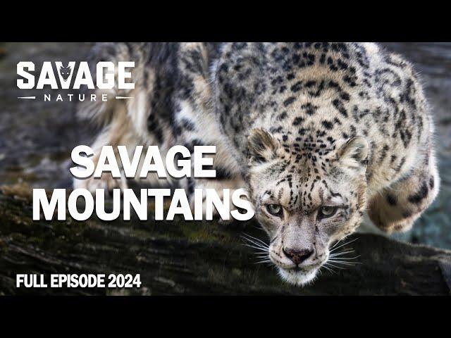 WILD MOUNTAINS | Extreme Survival in the Majestic Mountains | Animal Documentary