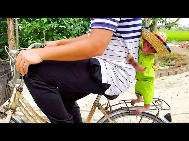 Baby monkey riding a bike with Dad‍️(by Family BiBi)