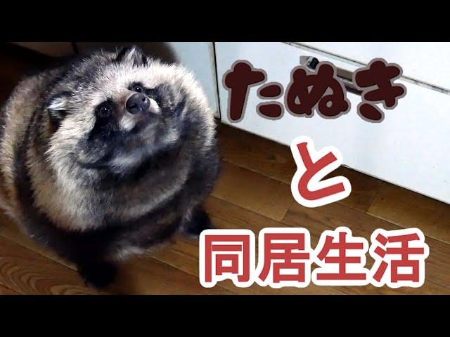 タヌキと2人暮らし　2020 02 16(Lives with a Tanuki)