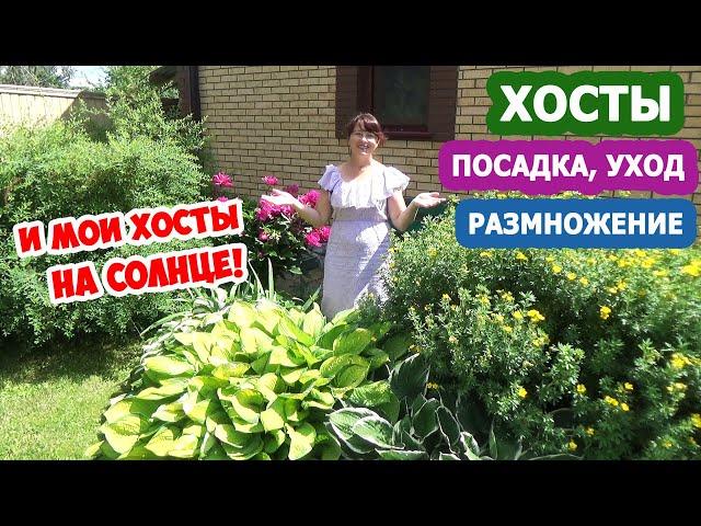 ХОСТЫ в дизайне сада! ХОСТА на СОЛНЦЕ - миф или реальность? Посадка, уход и МОИ СЕКРЕТЫ выращивания!