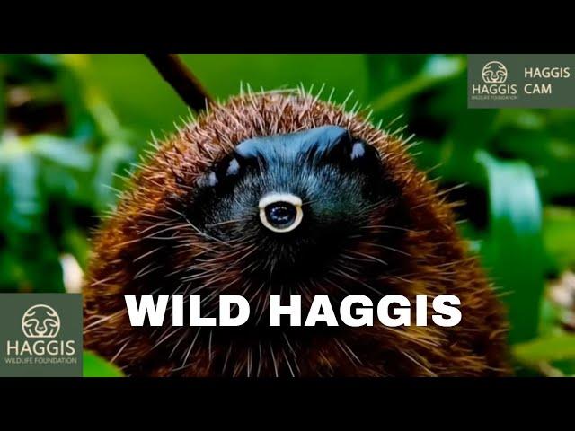 The Mesmerizing World Of Wild Scottish Haggis Animals