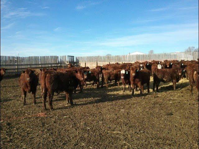 Wayne & Brian Slenders 850# Red Angus X Steers