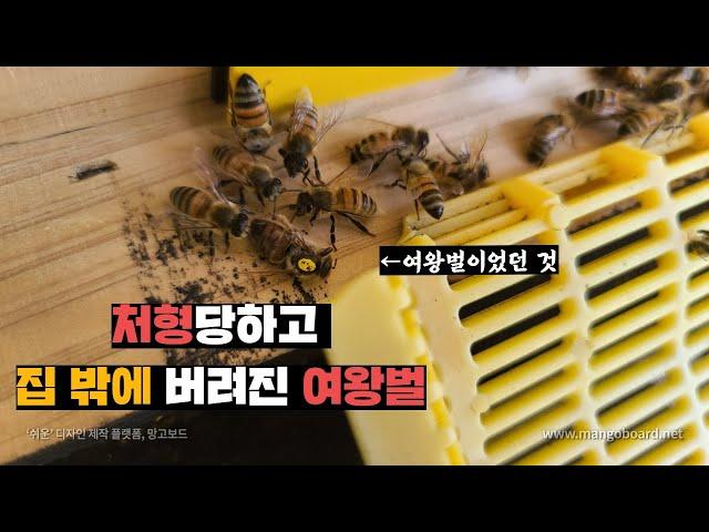 산란에 문제 생기자 여왕벌 숙청해버리고 내다버린 꿀벌들. (eng)