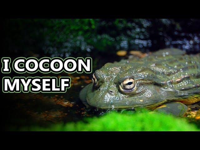 Pixie Frog facts: also known as African bullfrogs | Animal Fact Files