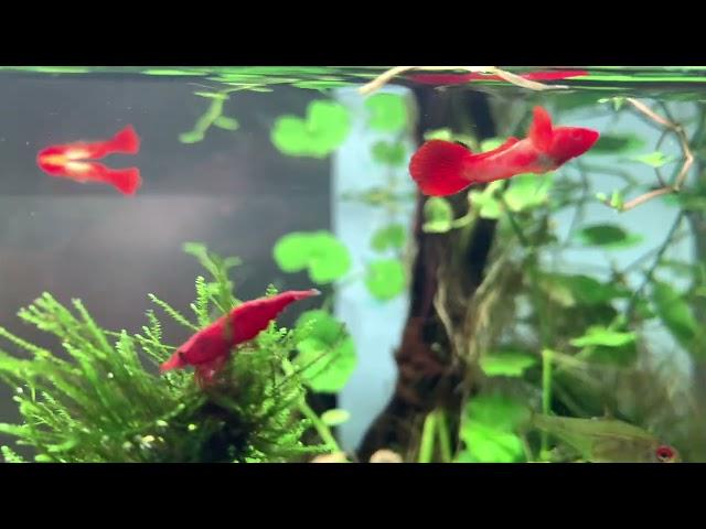 ADA - Home of Nature aquariums