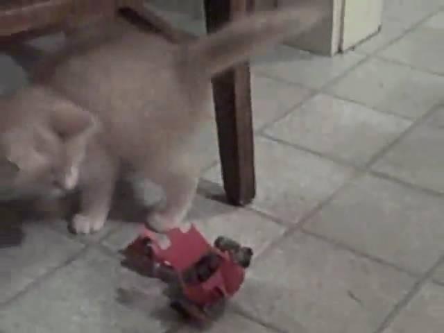 Sideways(My Kitten) Vs. Swindle