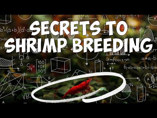 Learn How to Breed MORE Shrimp - A Breeders Guide