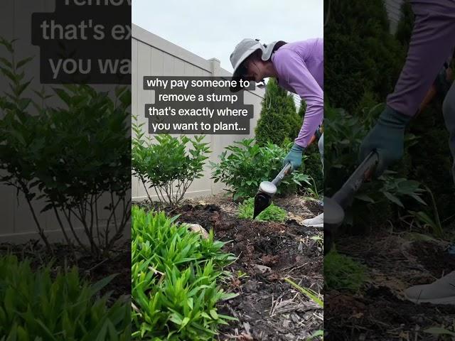 there is nothing productive about how stubborn I am #gardening #zone7 #diygardening