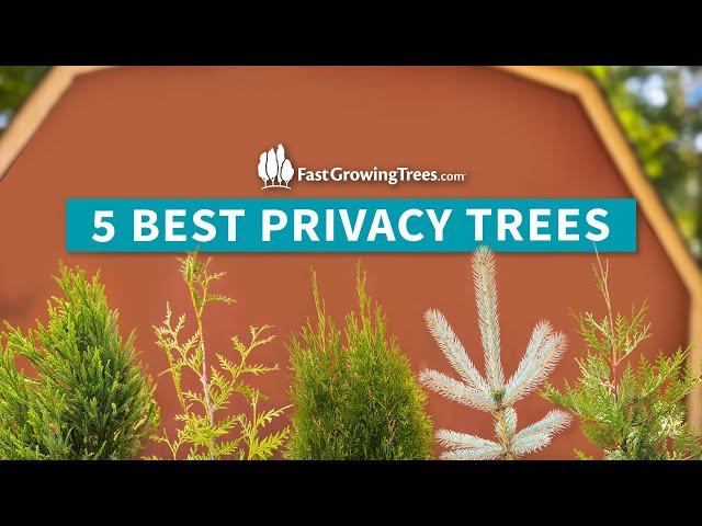 5 Privacy Trees Favorites | Fast Growing Privacy Trees