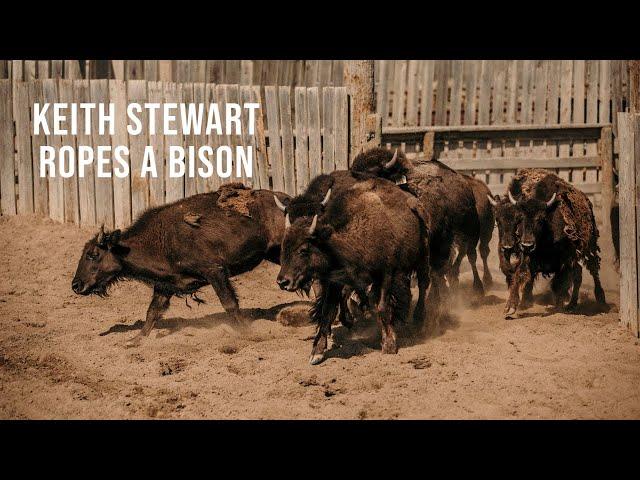 Cowboy Keith Stewart Ropes Buffalo!