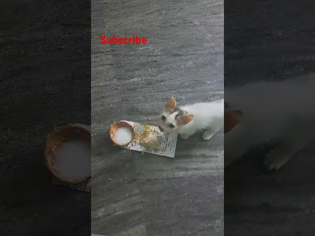 Poochakuttiyude morning food#subscribe #achus crafts#food #shortvideo #viralvideo#short#shorts