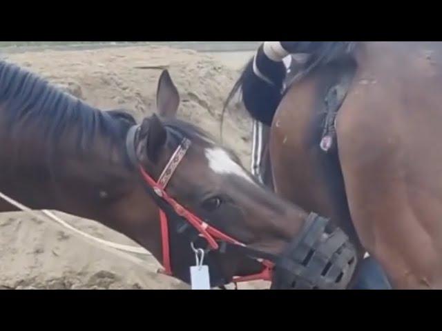 Horse Meeting | Horse Breeding | #horsemeeting #horsebreeding #viral #viralvideos