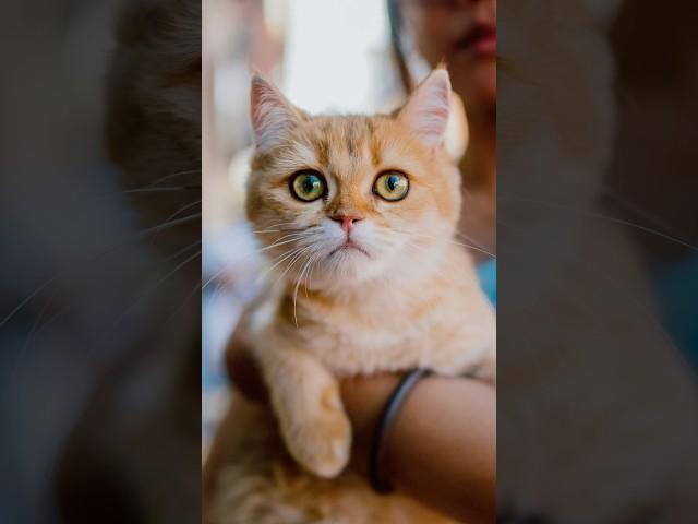 That’s not a dog  Cat Street Portraits! #streetportraits #dogphotography #24mm #sonyalpha
