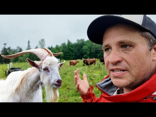 I Never Wanted Goats (Why I'm Getting Goats)