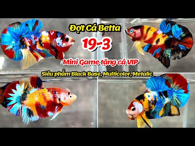 Đợt Cá Betta 19-3 Black Base, Multicolor Yellow Base, Metalic, Red FC hàng tuyển chọn làm giống !