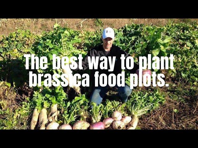 The best way to plant brassica food plots for deer.