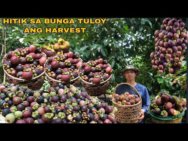 WALANG TIGIL ANG HINOG NG MANGOSTEEN TULOY PADIN ANG PITAS NATIN