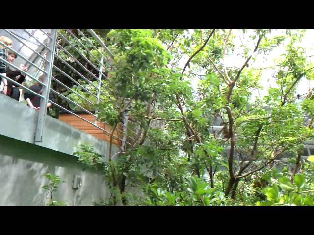 California Academy of Sciences: A Peek Inside (The Amazonian Rainforest, Aquarium, and Snake Pit)