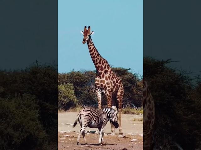 Zebra Attack Giraffe #facts #shorts