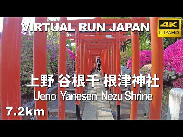 Virtual Run Tokyo | 上野 谷根千 根津神社 Ueno Yanesen Nezu Shrine,Japan 7.2km バーチャルラン  treadmill