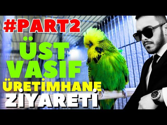 Üst Vasıf Show Jumbo Kümesinde EFSANE Kuşlar ! PART 2 #muhabbetkuşu