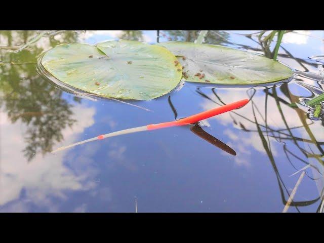 A LARGE FISH IN WATER LILIES DROWNS A FLOAT!! Crucian Carp fishing in May