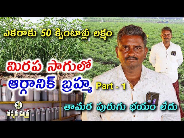 ఆర్గానిక్ మిరప సాగుతో విజయభేరి || Organic Chilli Crop Cultivation - Part-1 || Karshaka Mitra