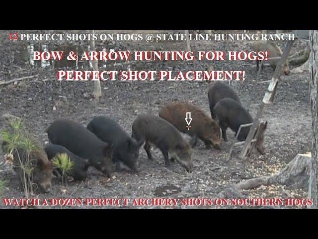 12 Hog Compilation bow  arrow perfect shot compilation perfect shot placement