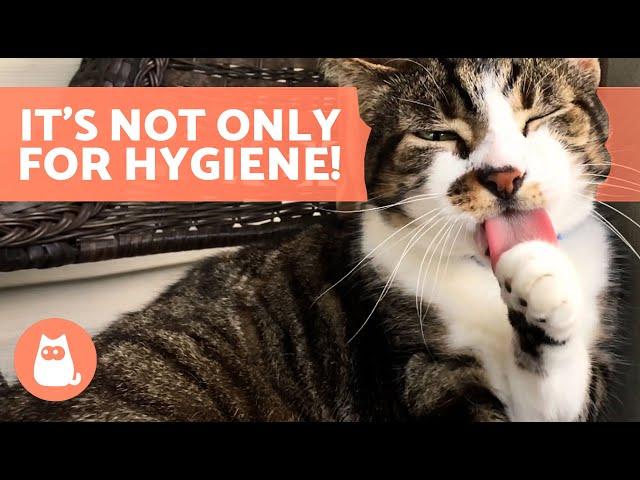 Why Do CATS REALLY LICK THEMSELVES?  (3 Reasons)