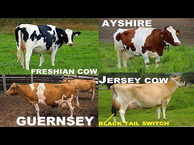 TOP 4  DAIRY CATTLE