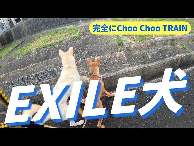 猟犬見習いシノブとブッチャーが同時にEXILEのような動きをして驚愕！w