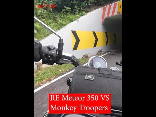 #shorts | RE Meteor 350 VS Monkey Troopers | Akula Matiau