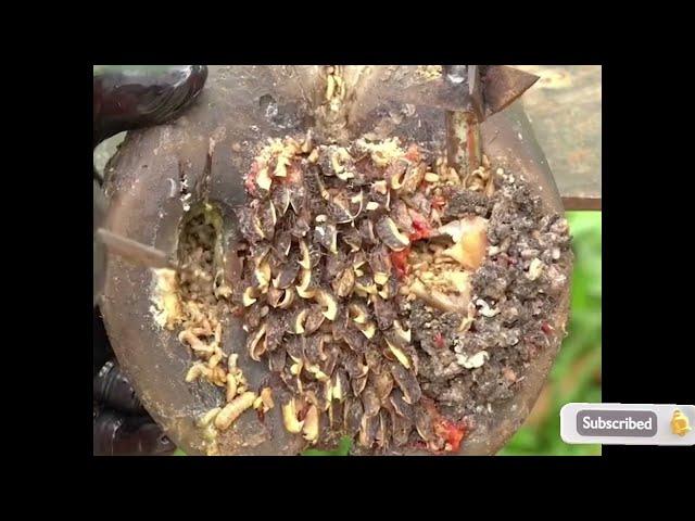 Hoof Cleaning Infection ASMR #hoofcare #satisfying #hooftrimming #infection #cow