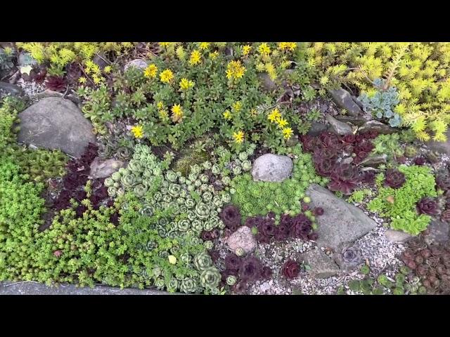 Succulent Rock Garden Tour Spring 2023 - Sempervivum Sedum Orostachys Xeriscape