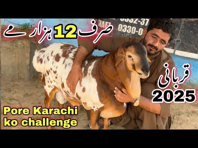 Aslam Goat farm Ne Sab Ko Peche Chor Diya  || Sudani Dumba Or Qurbani 2025 Ka Janwer