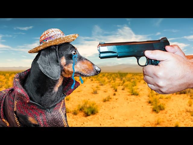 Once Upon A Time in Mexico! Cute & funny dachshund dog video!