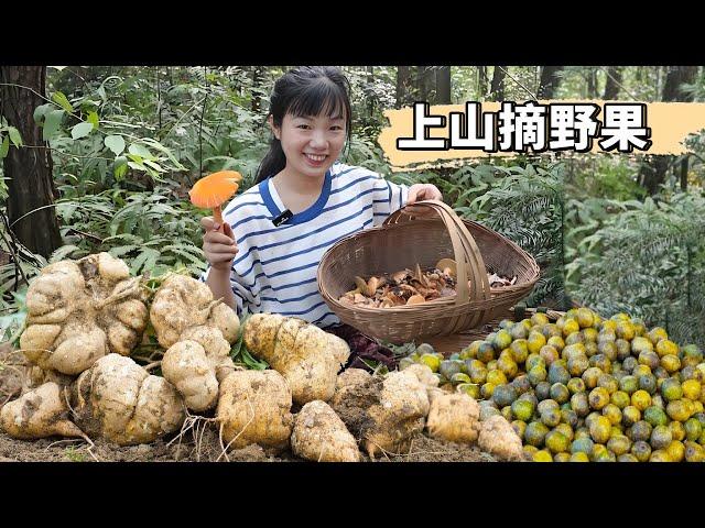 I picked up 2 baskets of wild fruits on the mountain! Camellia tung oil sells 500 yuan  the mountai