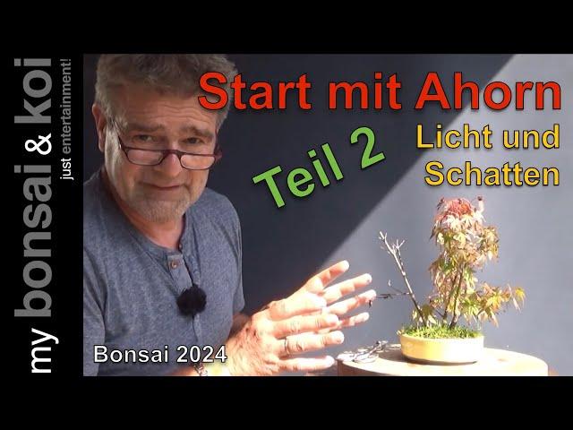 Bonsai 2024-24 - Start mit Ahorn - Teil 2 - das Projekt geht weiter!