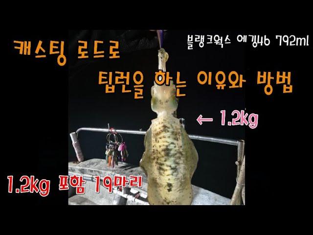 캐스팅 로드로 팁런 장원하기 (feat. 1.2kg 무늬오징어)